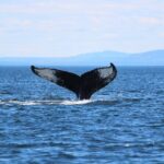 Whale Watching Cruise in Honolulu - A Detailed Look at the Whale Watching Experience