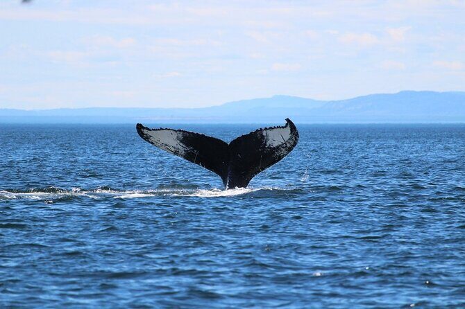 Whale Watching Cruise in Honolulu - A Detailed Look at the Whale Watching Experience