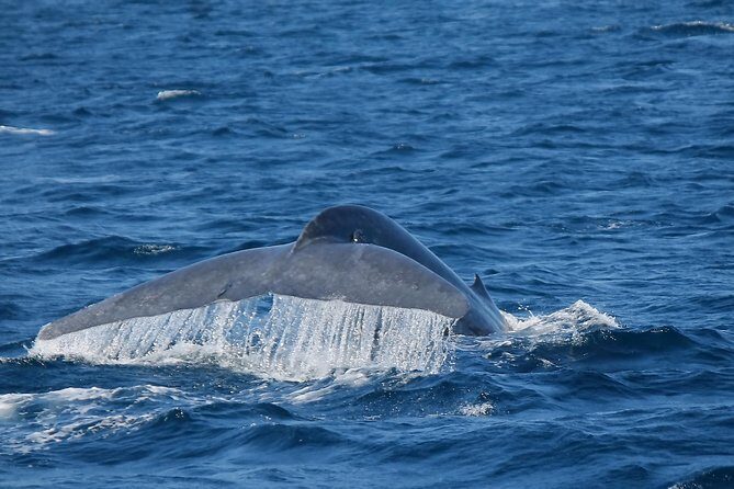 Whale Watching Day Trip to Mirissa From Colombo Or Negombo - A Full Breakdown of the Experience