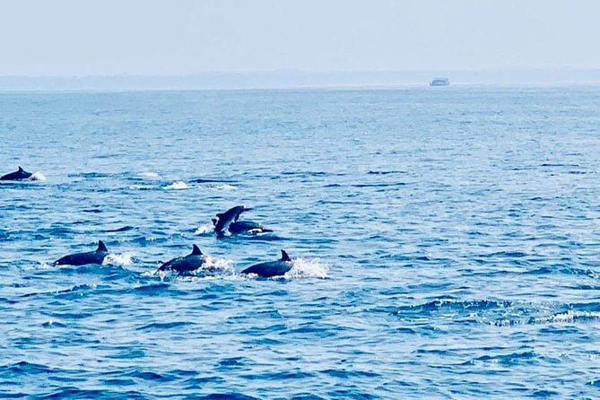 Whale Watching Experience in Mirissa - Who Is This Tour Ideal For?