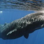 Whales and Dolphins Watching Mirissa - Authentic Insights from Travelers