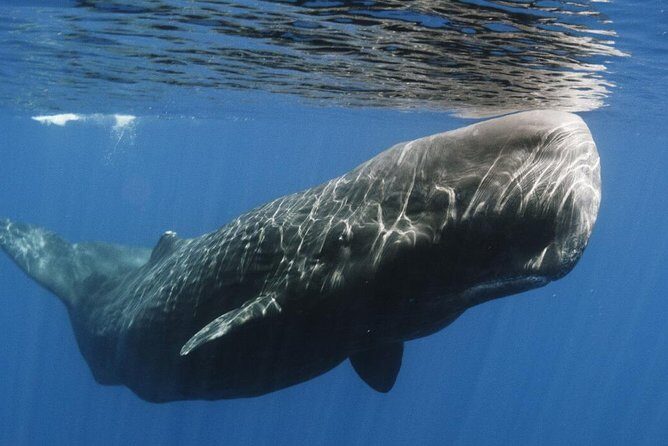 Whales and Dolphins Watching Mirissa - Authentic Insights from Travelers