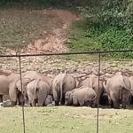 Wild Elephant Anakulam & Waterfalls Tour(munnar valley Trekking) - What Makes This Tour Stand Out