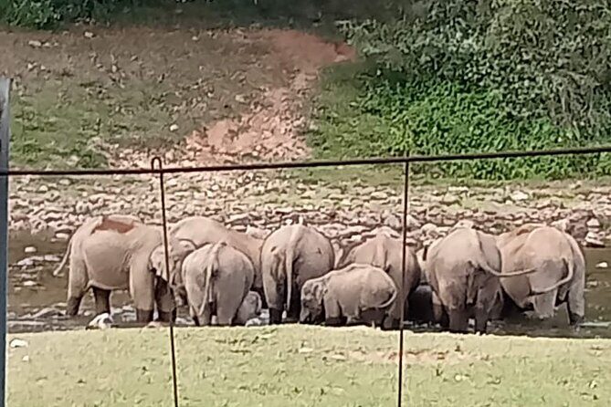 Wild Elephant Anakulam & Waterfalls Tour(munnar valley Trekking) - What Makes This Tour Stand Out