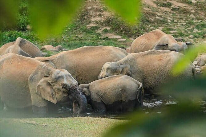 Wild Life Anakulam Jeep Safari - Why This Tour Offers Great Value
