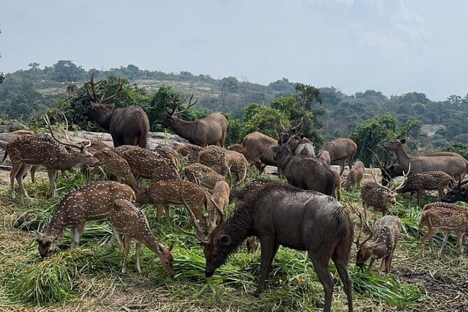Wild Life Jeep Safari Tour at Bannerghatta with Private Transfer - Transportation and Timing