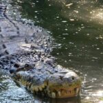 Wild life tour in Chennai with guide and private car - Frequently Asked Questions