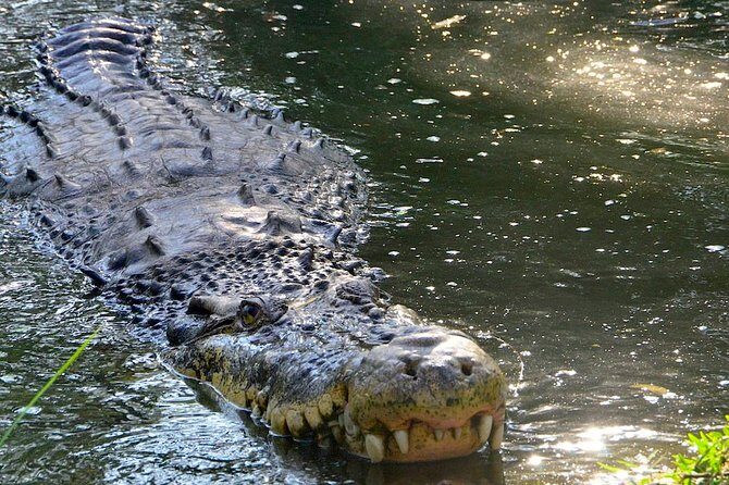 Wild life tour in Chennai with guide and private car - Frequently Asked Questions
