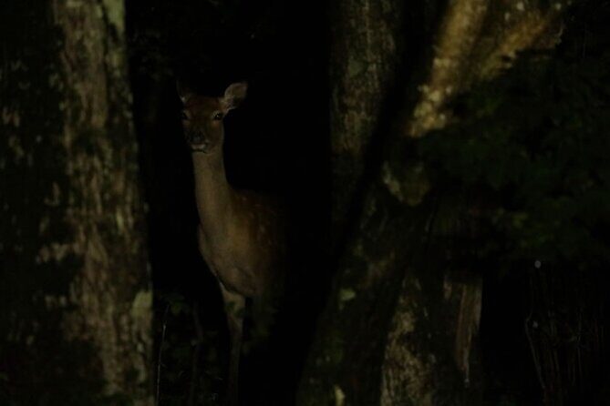 Wildlife Night Drive in Shiretoko national park - The Itinerary and What to Expect