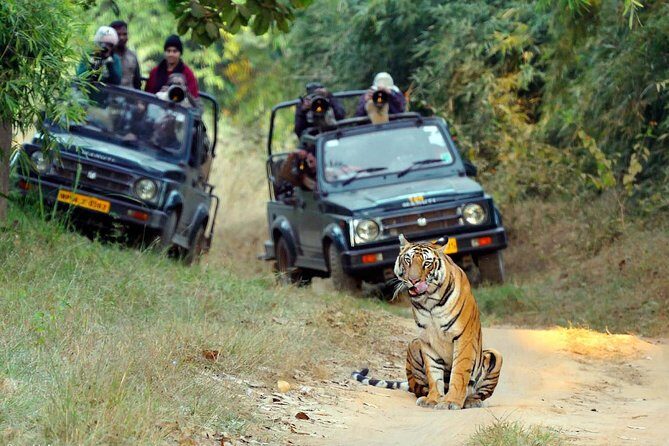 Wildlife of Central India - Highlights and Unique Experiences