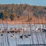 Wildlife Photo Safari - The Main Stops: Wildlife and Photography Opportunities