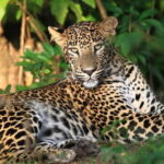 Wilpattu Half Day Safari From Anuradhapura - FAQ
