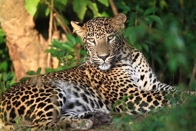 Wilpattu Half Day Safari From Anuradhapura - FAQ