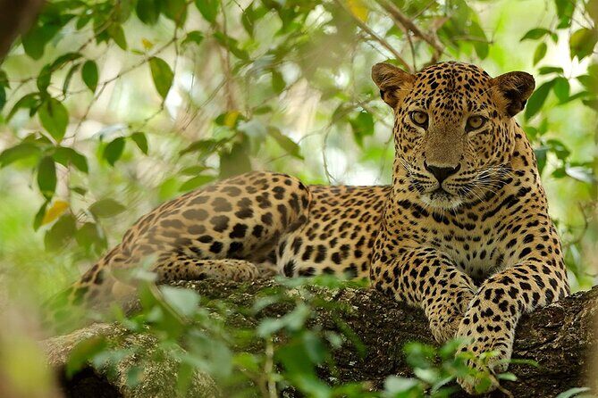 Wilpattu National Park 4-Hours Safari | with Naturalist - FAQ