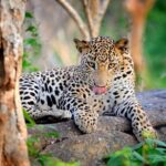 Wilpattu National Park Safari | Jeep with Tickets - An In-Depth Look at the Wilpattu Safari