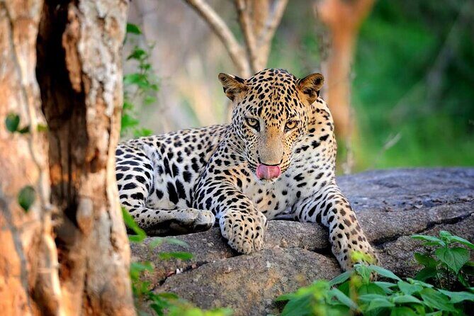 Wilpattu National Park Safari | Jeep with Tickets - An In-Depth Look at the Wilpattu Safari