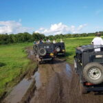 Wilpattu Safari tour from Negombo - The Wilpattu Safari Itself: What to Expect