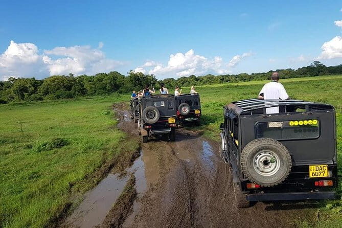 Wilpattu Safari tour from Negombo - The Wilpattu Safari Itself: What to Expect