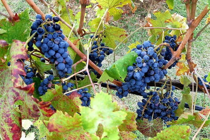 Wine tour in Chianti and visit of San Gimignano for small groups - Who is This Tour Perfect For?