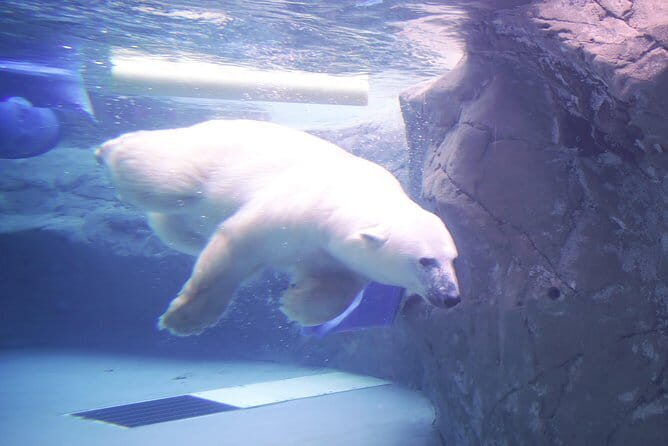Winter Asahiyama Zoo and blue pond "Aoi-Ike" 1 Day bus tour - The Itinerary in Detail