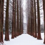 Winter Sonata TV Tour on Nami Island from Seoul - What the Reviews Say