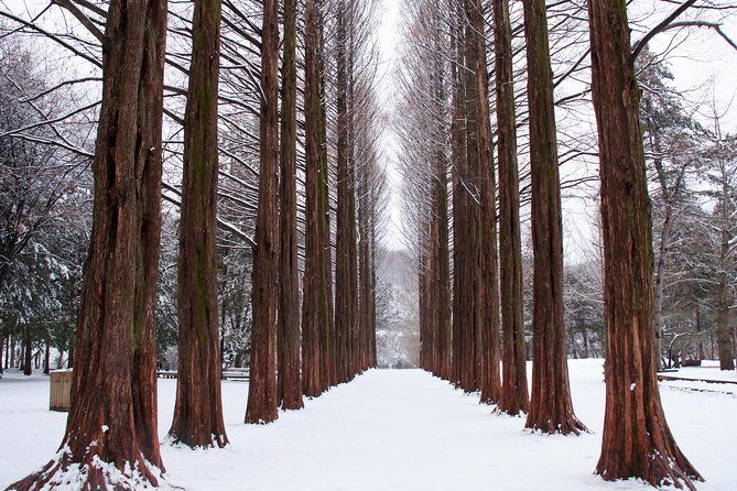 Winter Sonata TV Tour on Nami Island from Seoul - What the Reviews Say