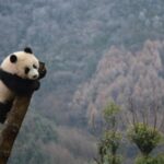 Wolong Panda Base Private Day Tour Optional Volunteering - The Scenic Wolong Giant Panda Nature Reserve