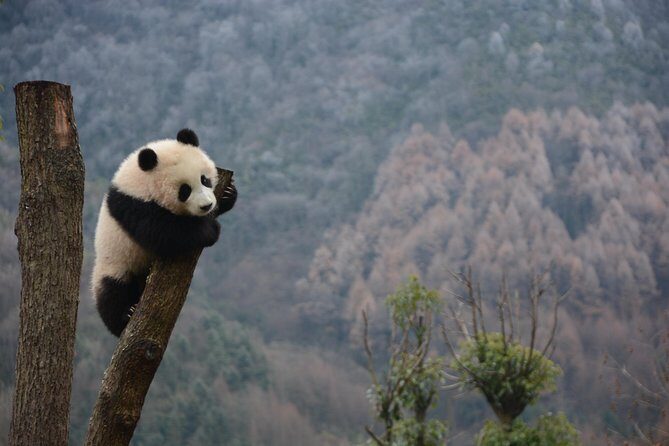 Wolong Panda Base Private Day Tour Optional Volunteering - The Scenic Wolong Giant Panda Nature Reserve