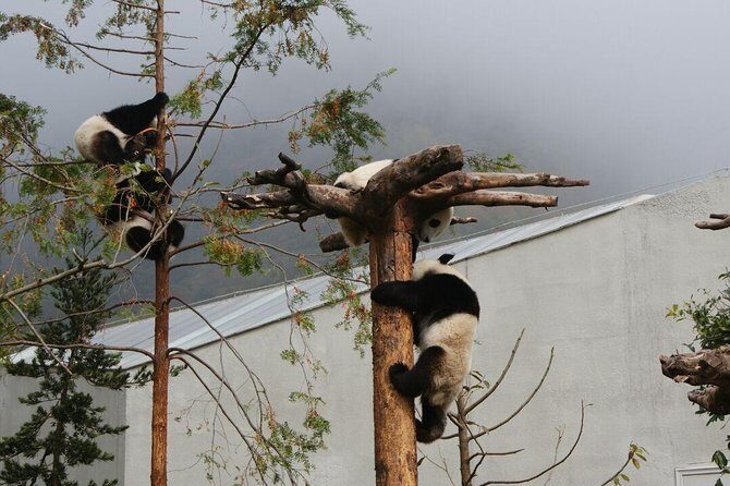 Wolong Panda Base Volunteering Program from Chengdu - Why This Tour Is Worth It