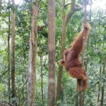 Wonderful 7 Days North Sumatra Tour (Include: 2 Days 1 Night Jungle Trekking) - Who Should Consider This Tour?