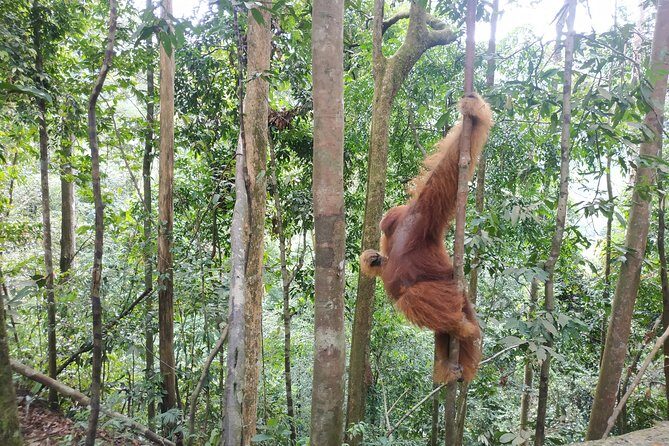 Wonderful 7 Days North Sumatra Tour (Include: 2 Days 1 Night Jungle Trekking) - Who Should Consider This Tour?