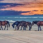 Wright Brothers Carolina Dunes Self-Guided Driving Audio Tour - Practical Tips and Insights