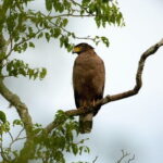 Yala Best Extended Half Day Safari By Ceylon Leopard Safari - What to Expect During Your Safari