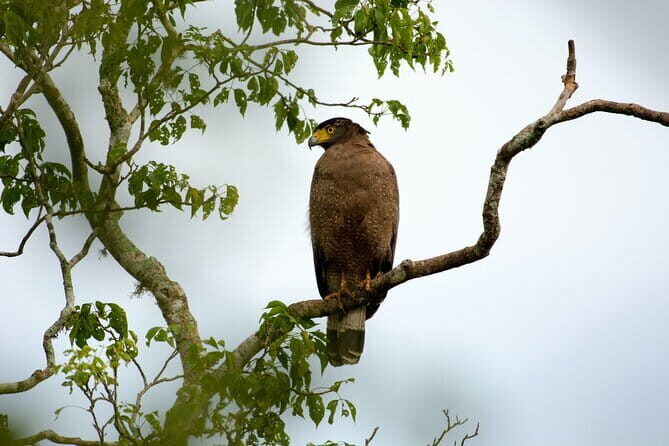 Yala Best Extended Half Day Safari By Ceylon Leopard Safari - What to Expect During Your Safari