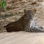Yala Full Day Safari from Hambantota Port Shore Excursion - Final Thoughts: Is It Worth It?