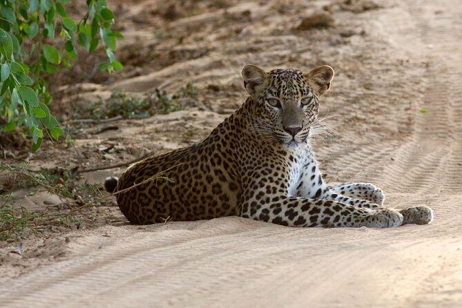 Yala Full Day Safari from Hambantota Port Shore Excursion - Final Thoughts: Is It Worth It?