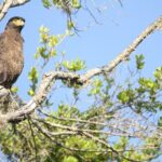 Yala Half Day Safari from Hambantota Port Shore Excursion - Who Should Consider This Tour?