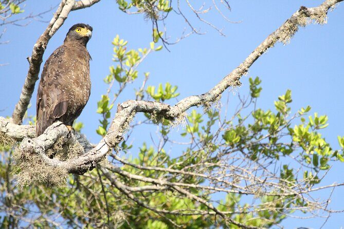 Yala Half Day Safari from Hambantota Port Shore Excursion - Who Should Consider This Tour?