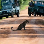 Yala National Park (Day Tour) - Final Thoughts
