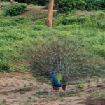Yala National Park Full-Day Jeep Safari with Lunch - The Return Journey and Overall Experience