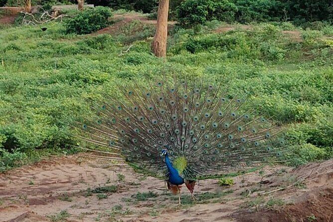 Yala National Park Full-Day Jeep Safari with Lunch - The Return Journey and Overall Experience