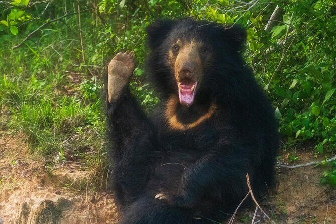 Yala National Park - Full Day Safari (04:30 am - 06:00 pm) - The Experience in Detail