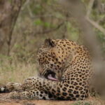 Yala National Park Morning or Afternoon Leopard Safari - Final Thoughts: Is It Worth It?