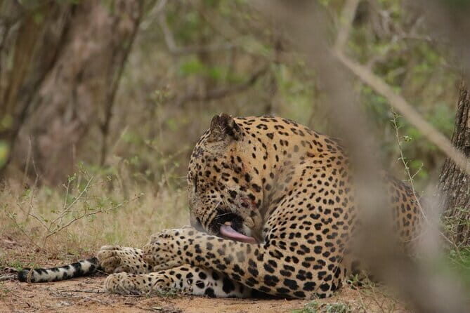 Yala National Park Morning or Afternoon Leopard Safari - Final Thoughts: Is It Worth It?
