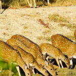 Yala National Park Private Jeep Safari From Colombo & Negombo - Authentic Experiences and Helpful Tips