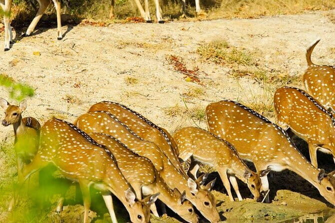Yala National Park Private Jeep Safari From Colombo & Negombo - Authentic Experiences and Helpful Tips
