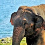 Yala National Park Private Safari - FAQ