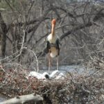 Yala National Park | Private Safari - FAQ
