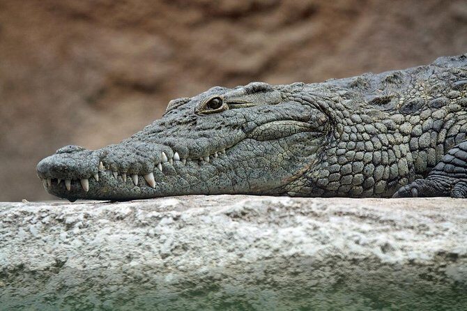 Yala National Park Private Safari (All Inclusive) From Mirissa - Who Would Enjoy This Tour?