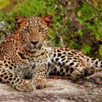 Yala National Park Private Safari trip from Galle/Unawatuna/Mirissa - Why This Tour Delivers Real Value